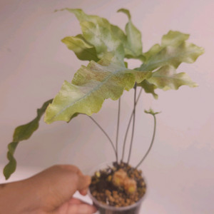 대왕 토끼발 고사리