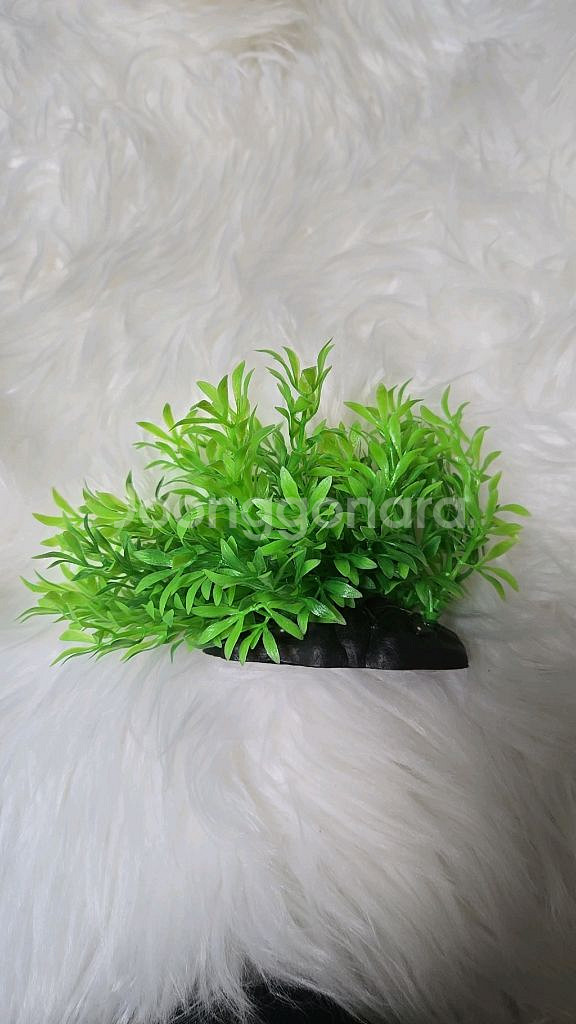 아마존 어항수초 소사이즈 15cm--0