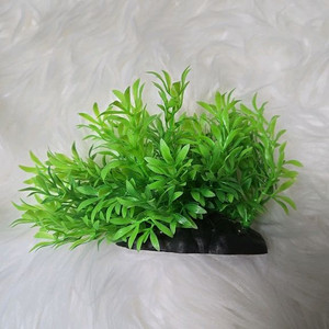 아마존 어항수초 소사이즈 15cm