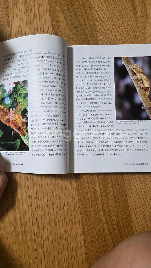 크레스티드 게코(5000원)--2