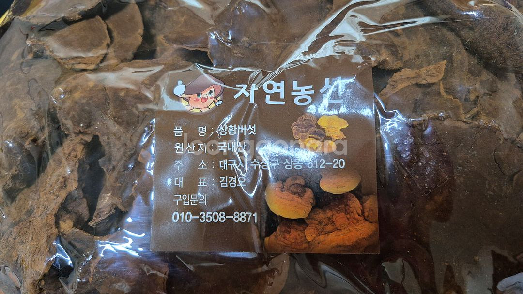 자연산 최고급 상황버섯--1