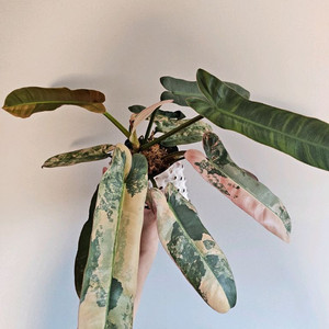 필로덴드론 아타바포엔스 핑크