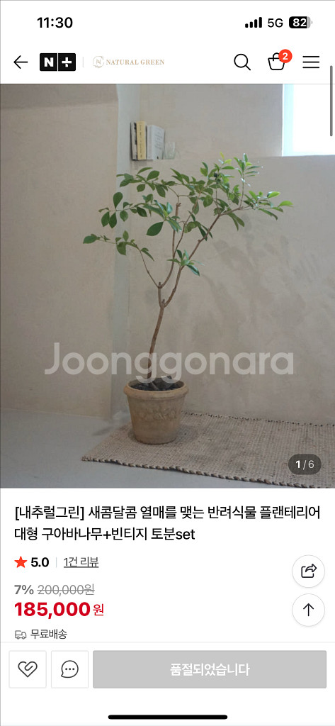 대형 구아바나무+빈티지 토분set--1