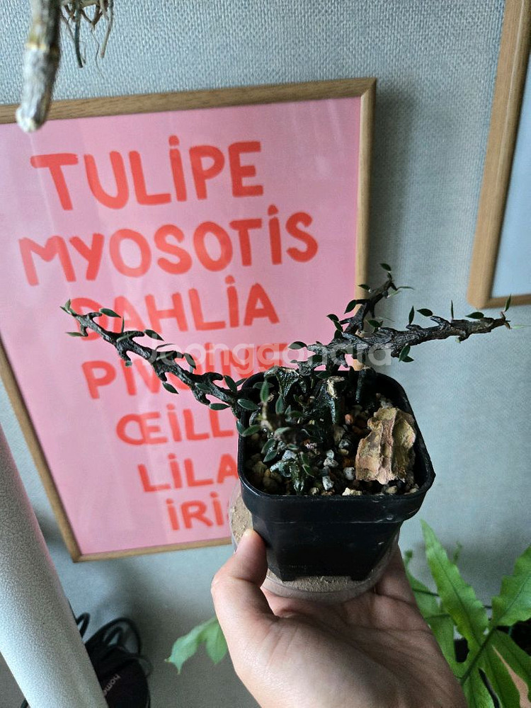 용의 꼬리 세로페기아--0