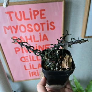 용의 꼬리 세로페기아