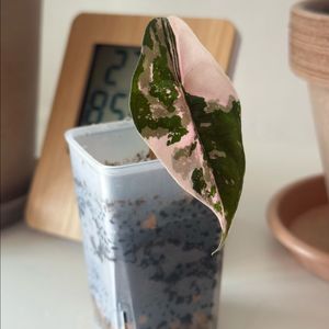 (무천이) 찬트리에 핑크 바리에가타