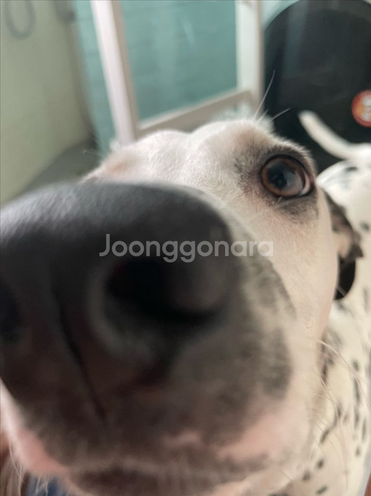 아디다스 쿠폰 10만원권 20% 구매합니다--0