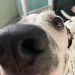 아디다스 쿠폰 10만원권 20% 구매합니다