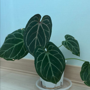 안스리움 레드크리스탈 킹오스