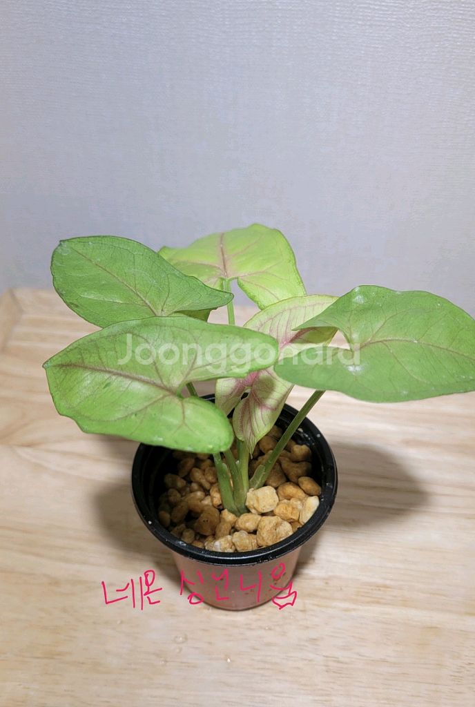 핑크싱고니움,아단소니,네온싱고니움--3