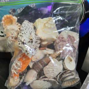 어항장식용, 화분장식용 조개껍데기 모음
