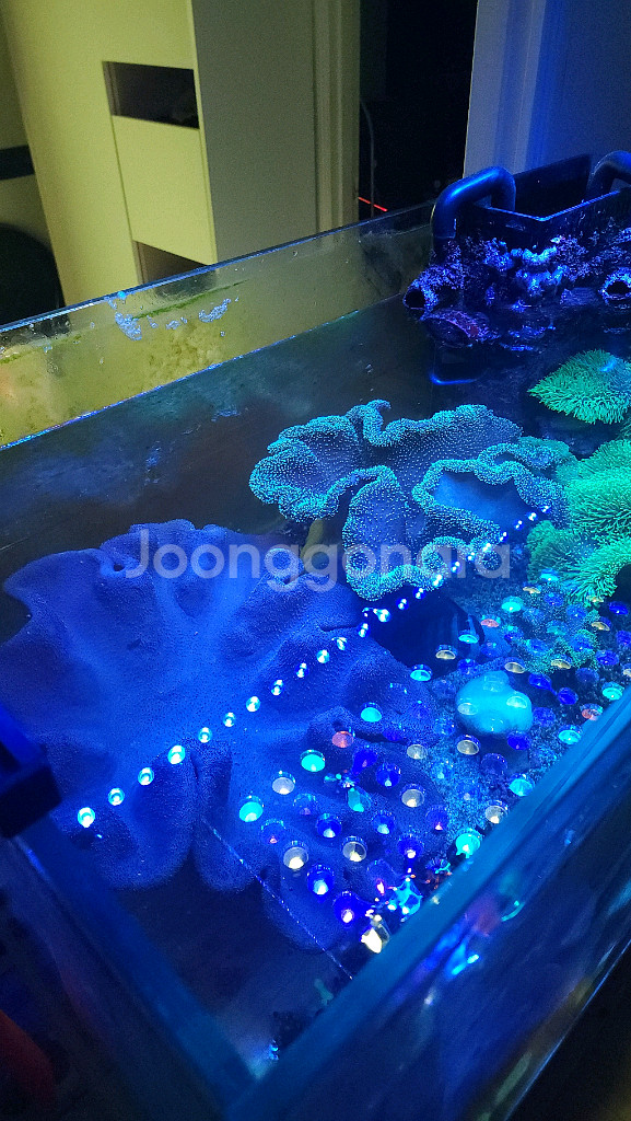 해수 산호 레더 모체분양--0