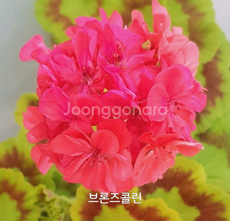 제라늄 브론즈콜린 0.6--0