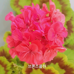 제라늄 브론즈콜린 0.6