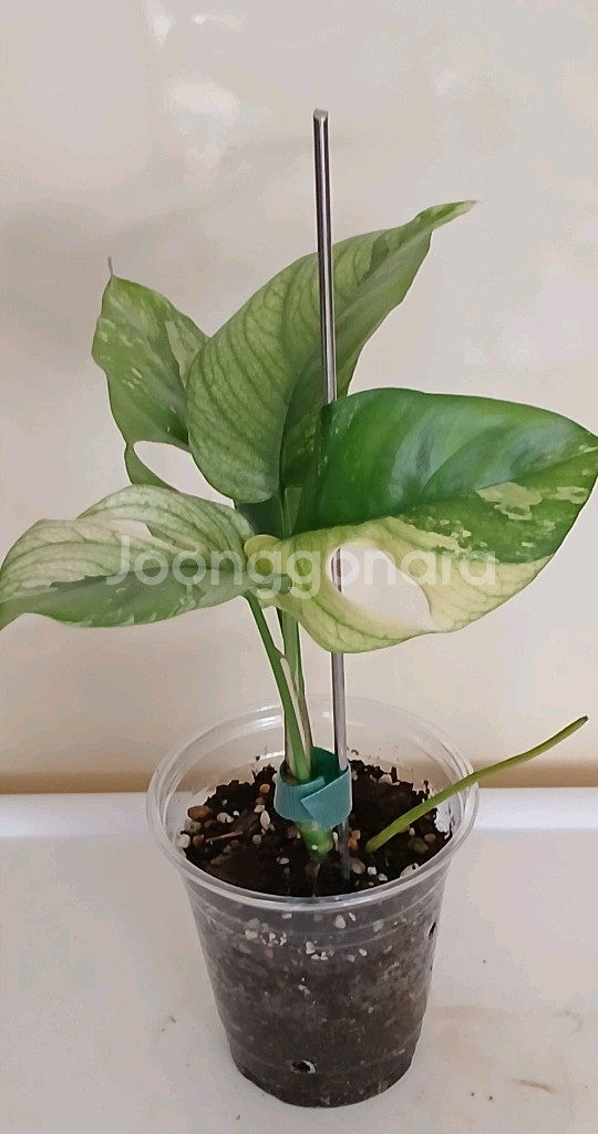 화이트 민트 히메 몬스테라--0