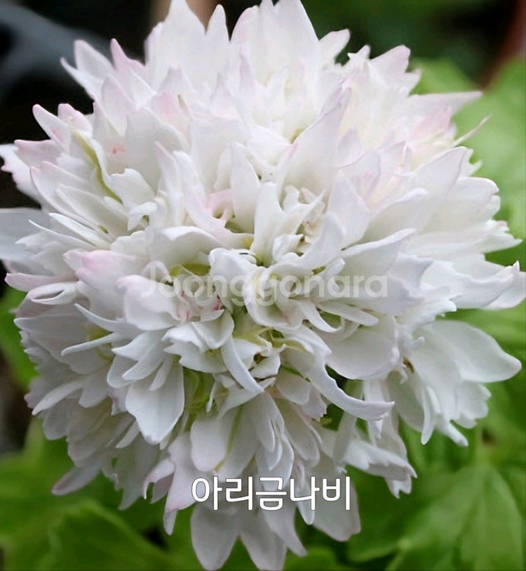 제라늄 아리금나비 스텔라제라늄1.0--0