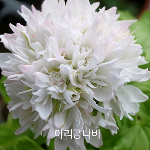 제라늄 아리금나비 스텔라제라늄1.0