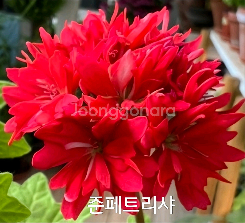 제라늄 준페트리샤 스텔라제라늄0.7--0
