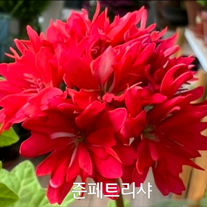 제라늄 준페트리샤 스텔라제라늄0.7