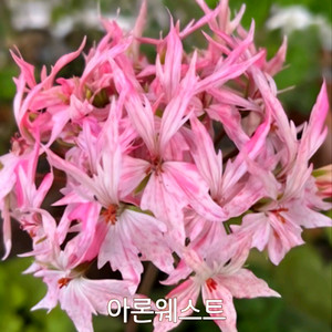 제라늄 아론웨스트 스텔라제라늄1.0
