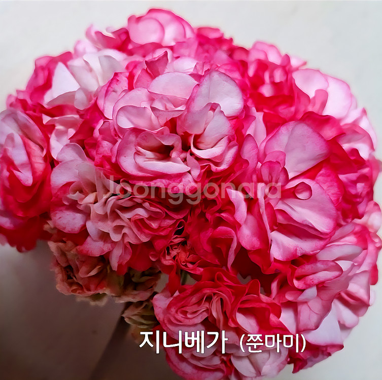 제라늄 지니베가(쭌마미)0.8--2