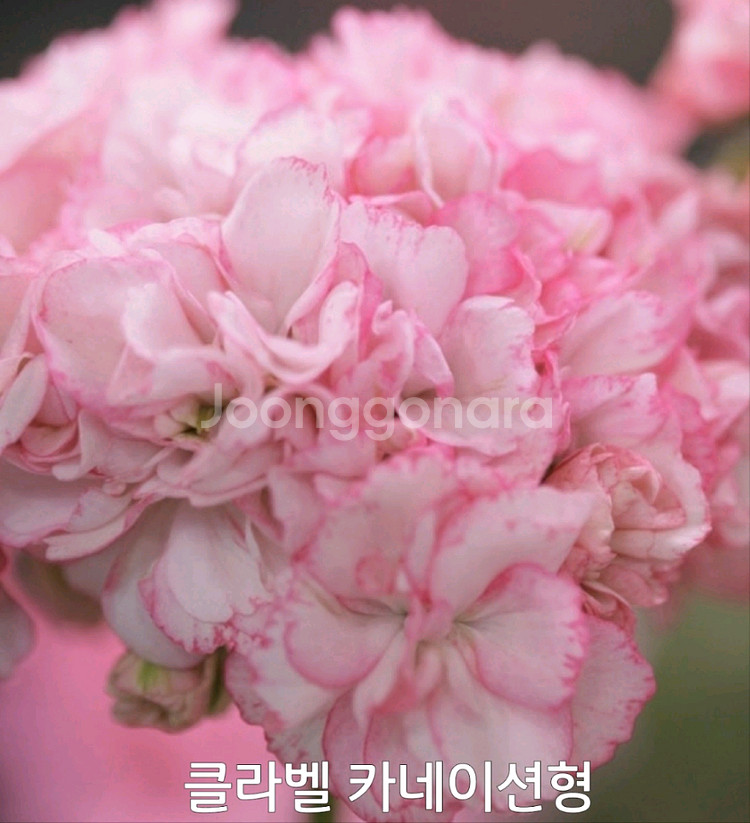 제라늄 클라벨 카네이션형0.5--0