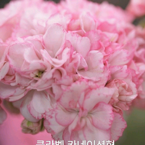 제라늄 클라벨 카네이션형0.5