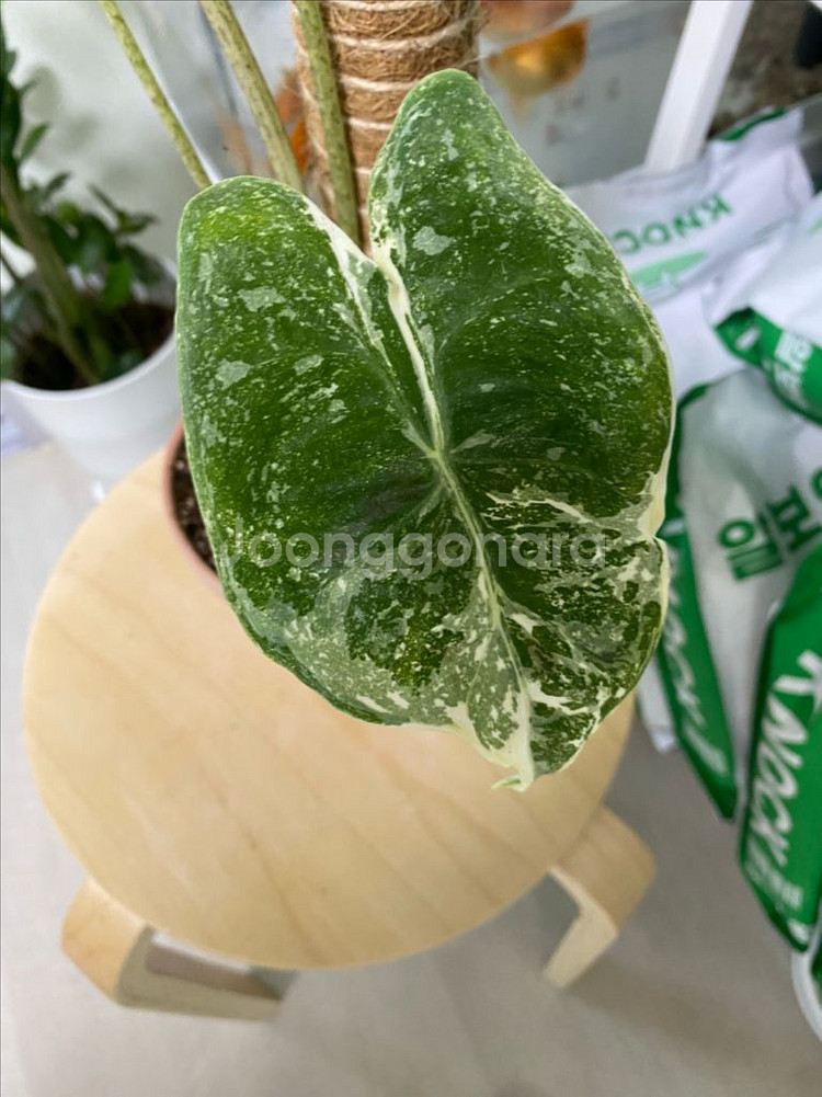 알로카시아 롱기로바 크림브륄레--1