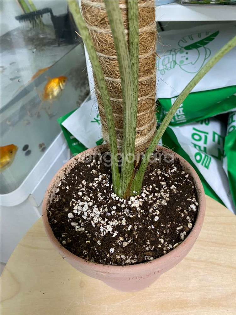 알로카시아 롱기로바 크림브륄레--2