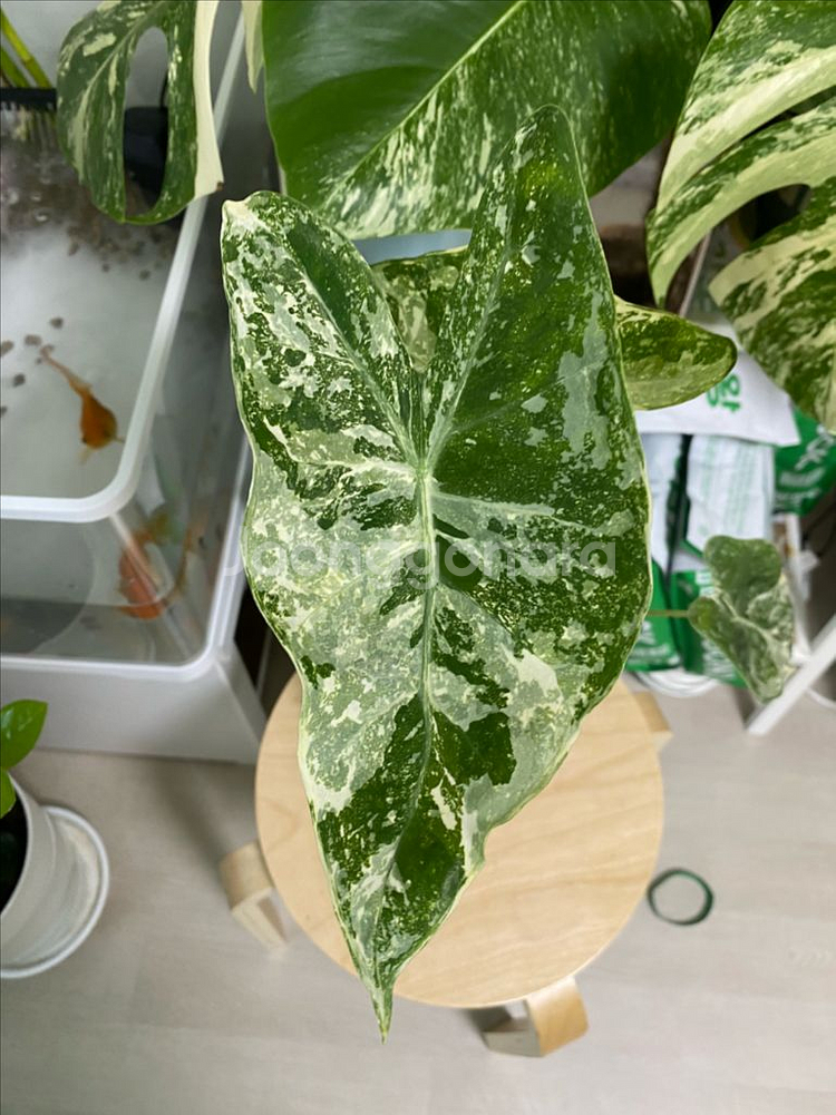 알로카시아 롱기로바 크림브륄레--0