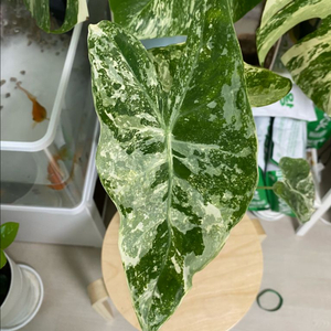 알로카시아 롱기로바 크림브륄레