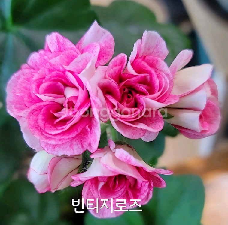 제라늄 빈티지로즈 아이비제라늄0.5--0