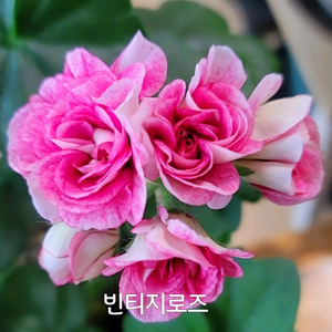 제라늄 빈티지로즈 아이비제라늄0.5
