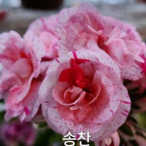 제라늄 송찬0.6