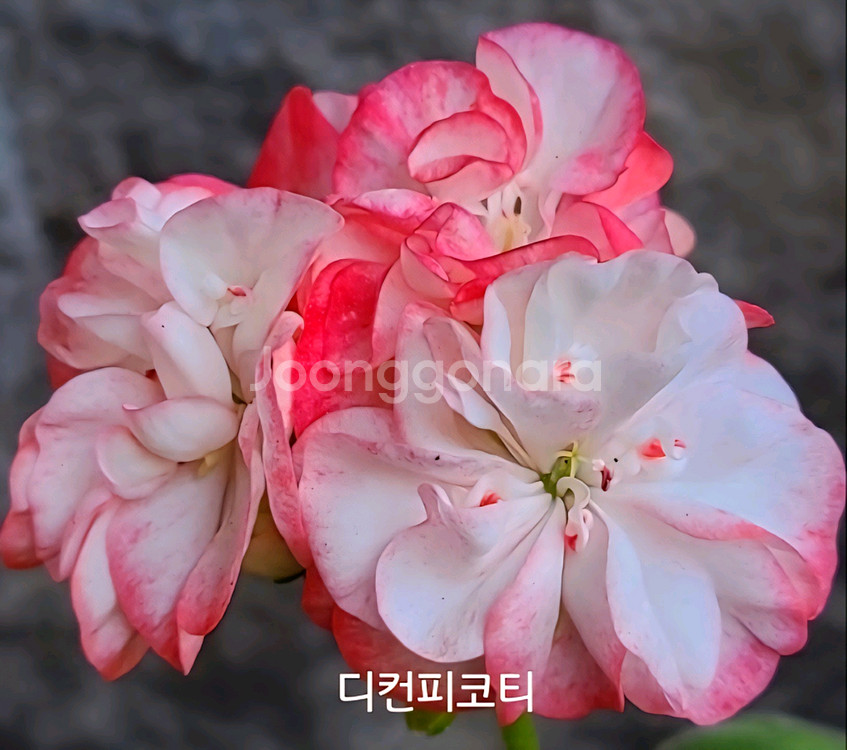제라늄 디컨피코티 0.5--0