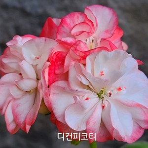 제라늄 디컨피코티 0.5