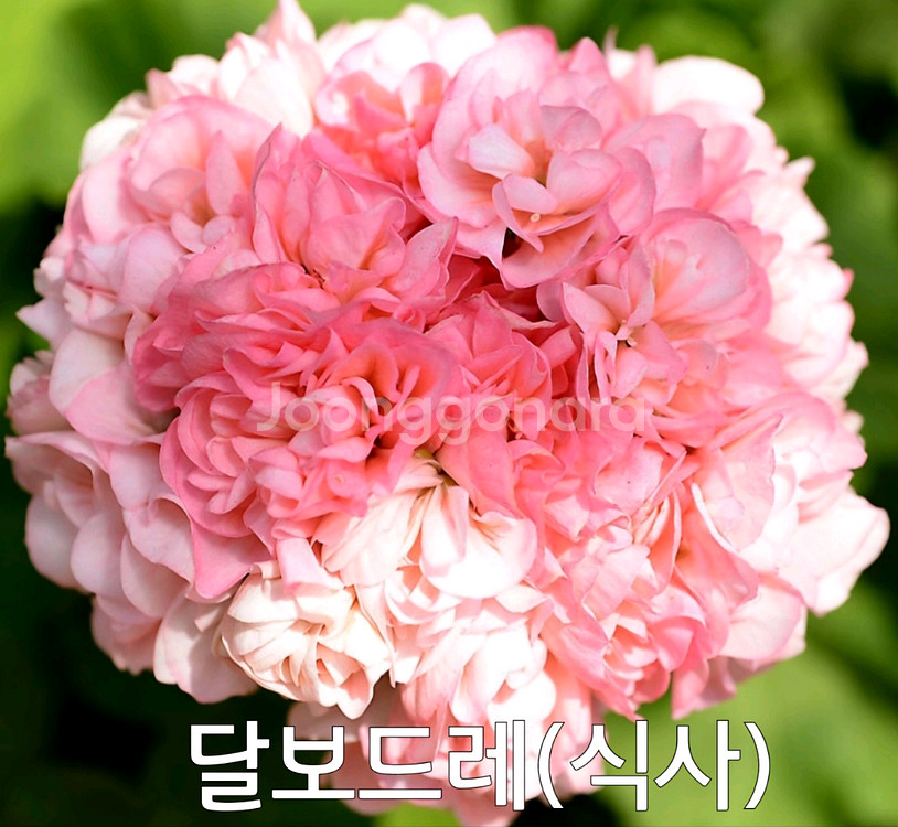 제라늄 달보드레 (식사)0.7--2