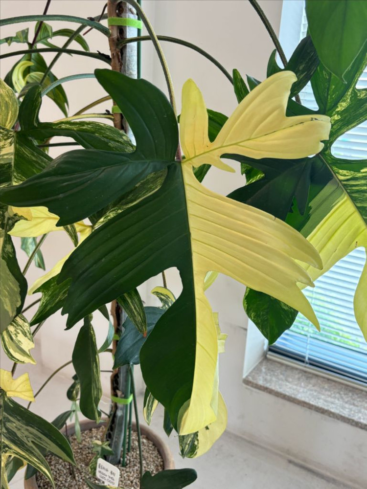 플로리다 뷰티 바리에가타 이미지