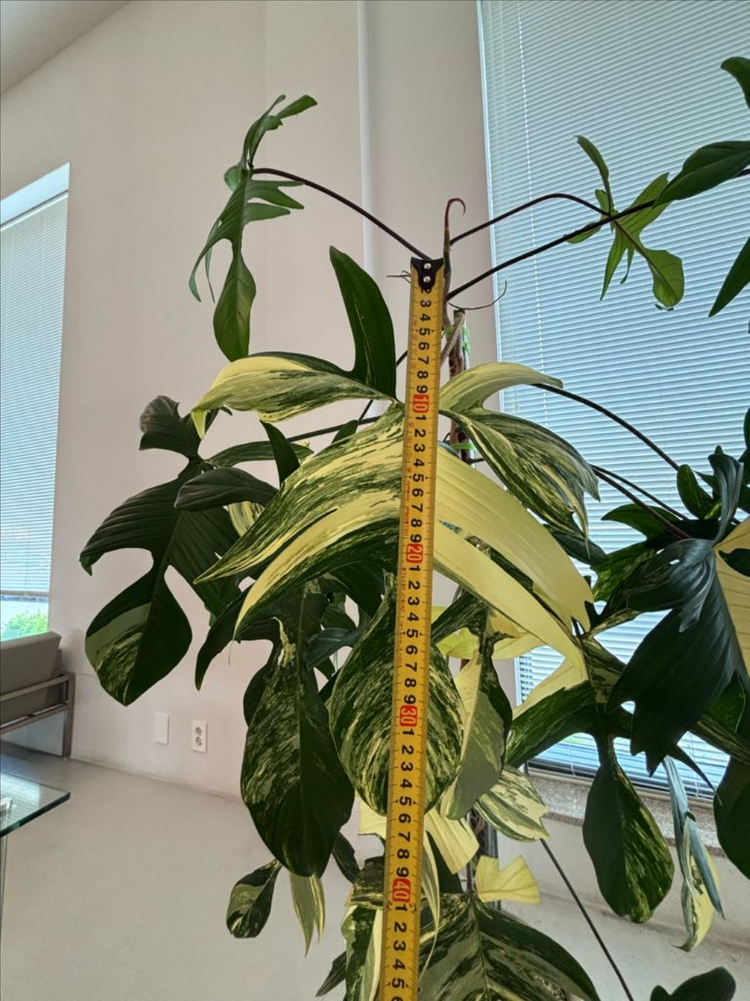 플로리다 뷰티 바리에가타 이미지