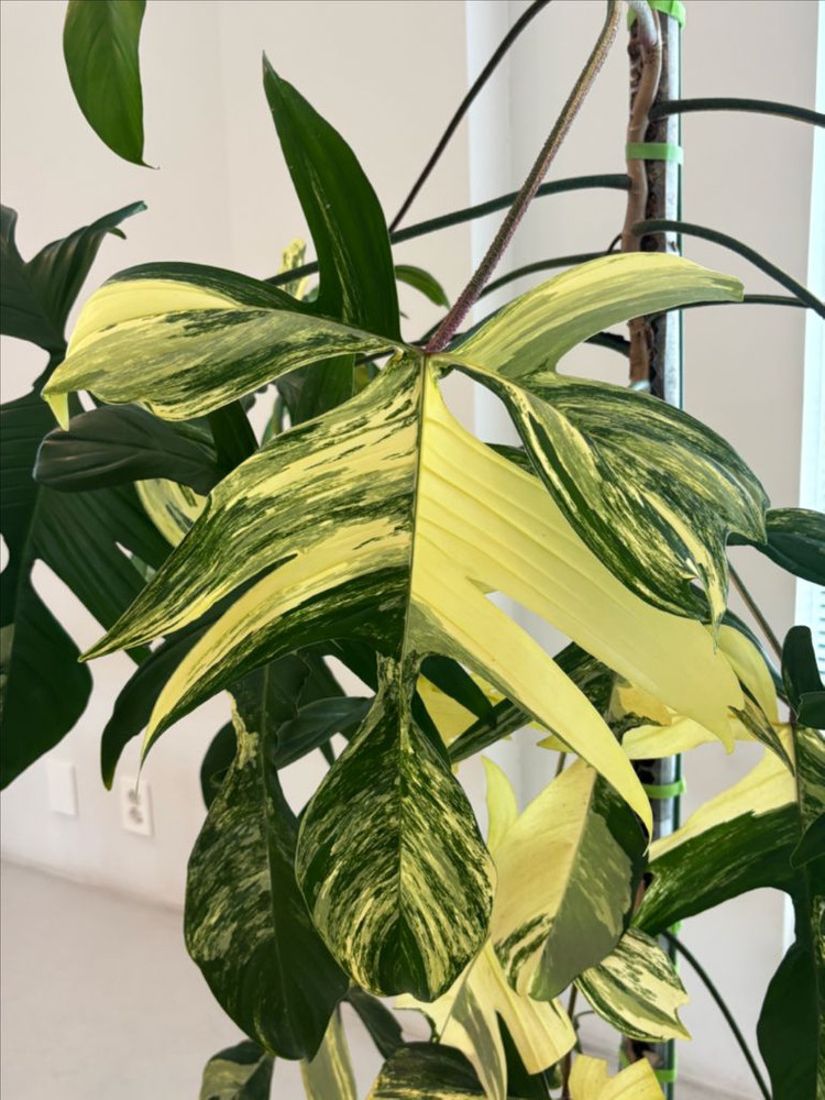 플로리다 뷰티 바리에가타 이미지