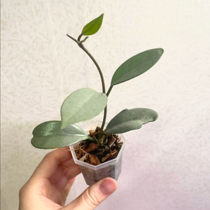 호야 윌버그레이브 풀실버