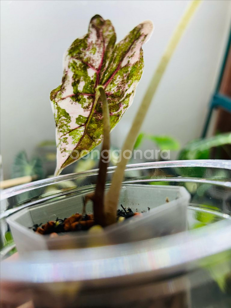 알로카시아 아마조니카 화이트핑크 바리에가타--0