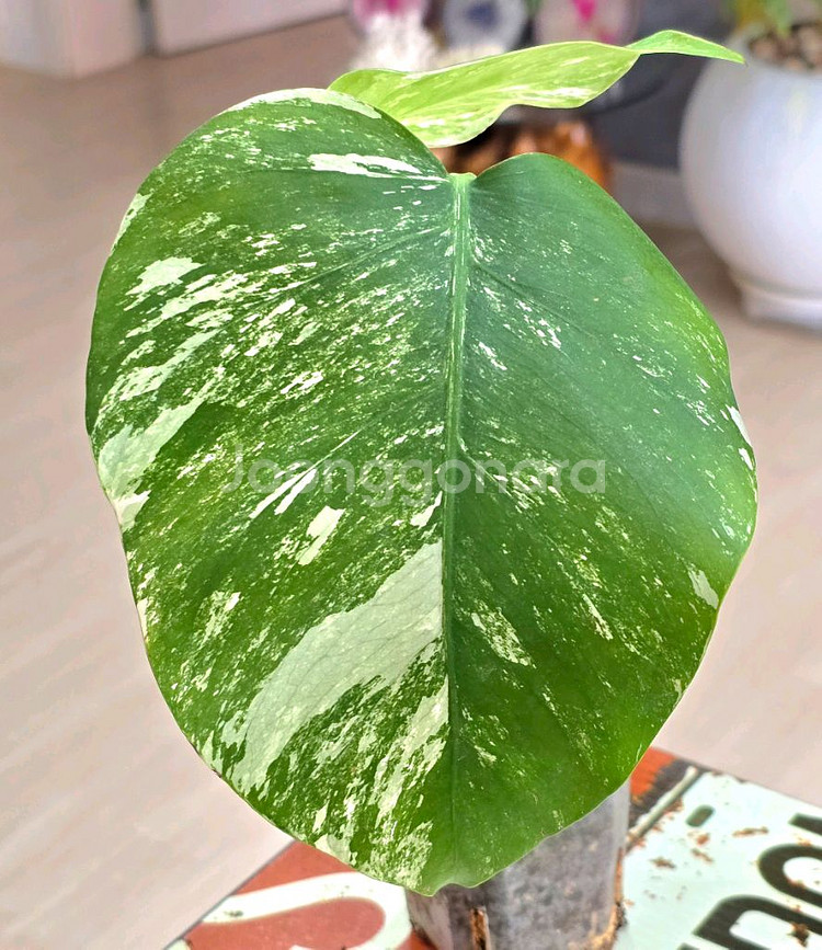 몬스테라알보 (탑)--2