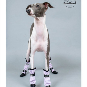 본구프 bongoof 강아지 신발 부츠