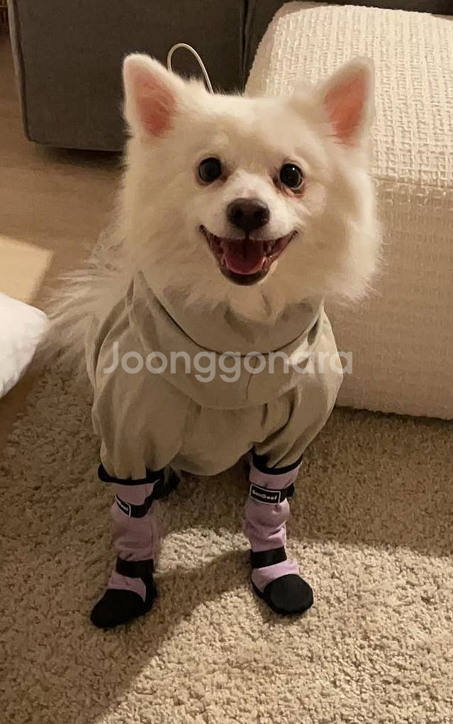 본구프 bongoof 강아지 신발 부츠--4