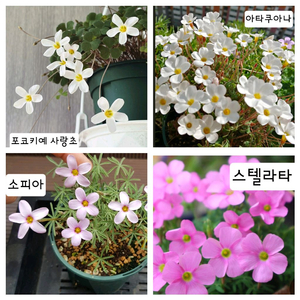 일반종 사랑초 구근