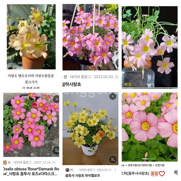 옵투사 사랑초 구근--4