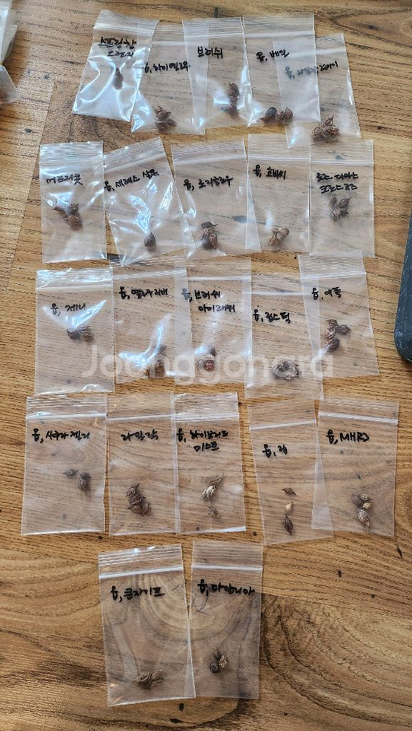 옵투사 사랑초 구근--0