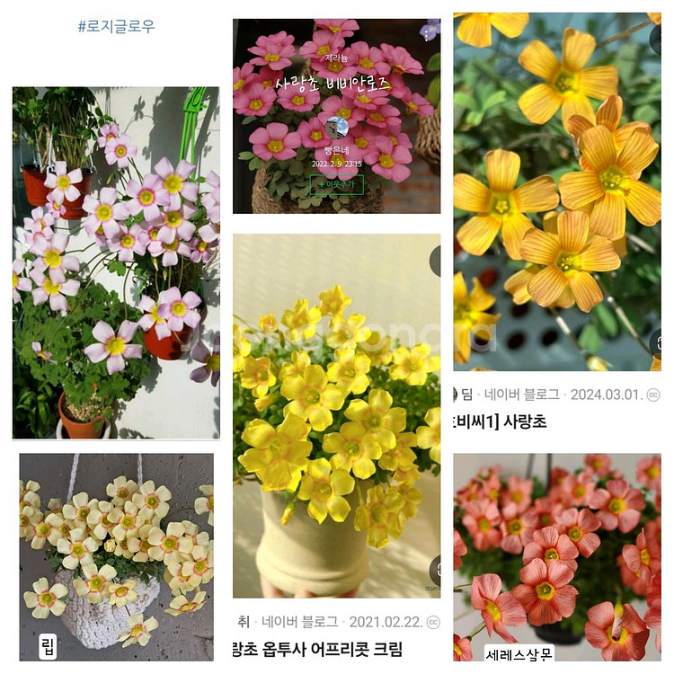 옵투사 사랑초 구근--2