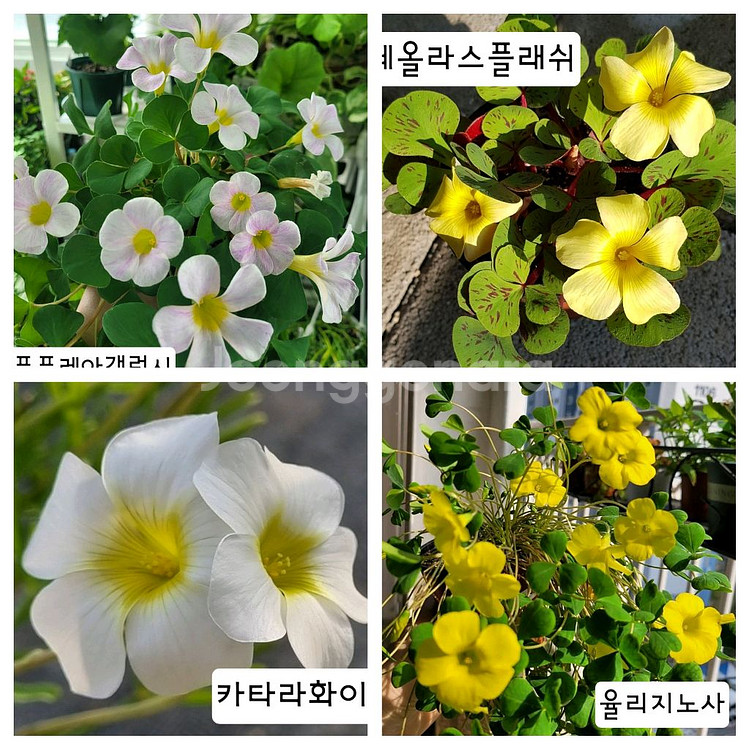 옵투사 사랑초 구근--6